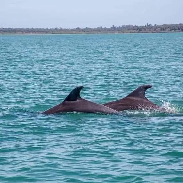 Dolphins in turquoise water
