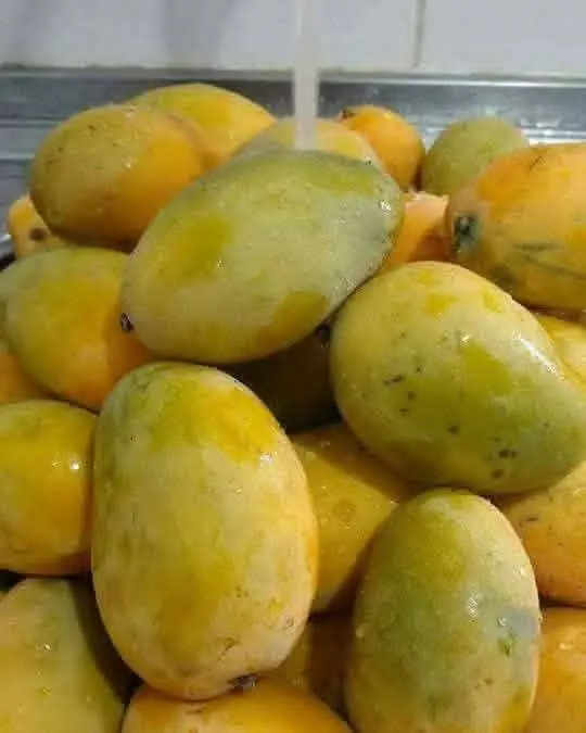 Fresh mangoes