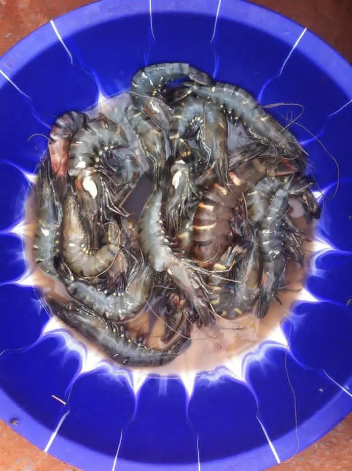 Fresh prawns from the Guinean coast
