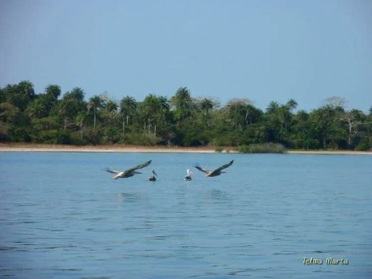 Pelicans in flight
