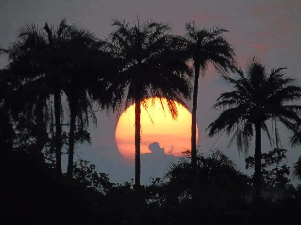Sunset behind palm trees